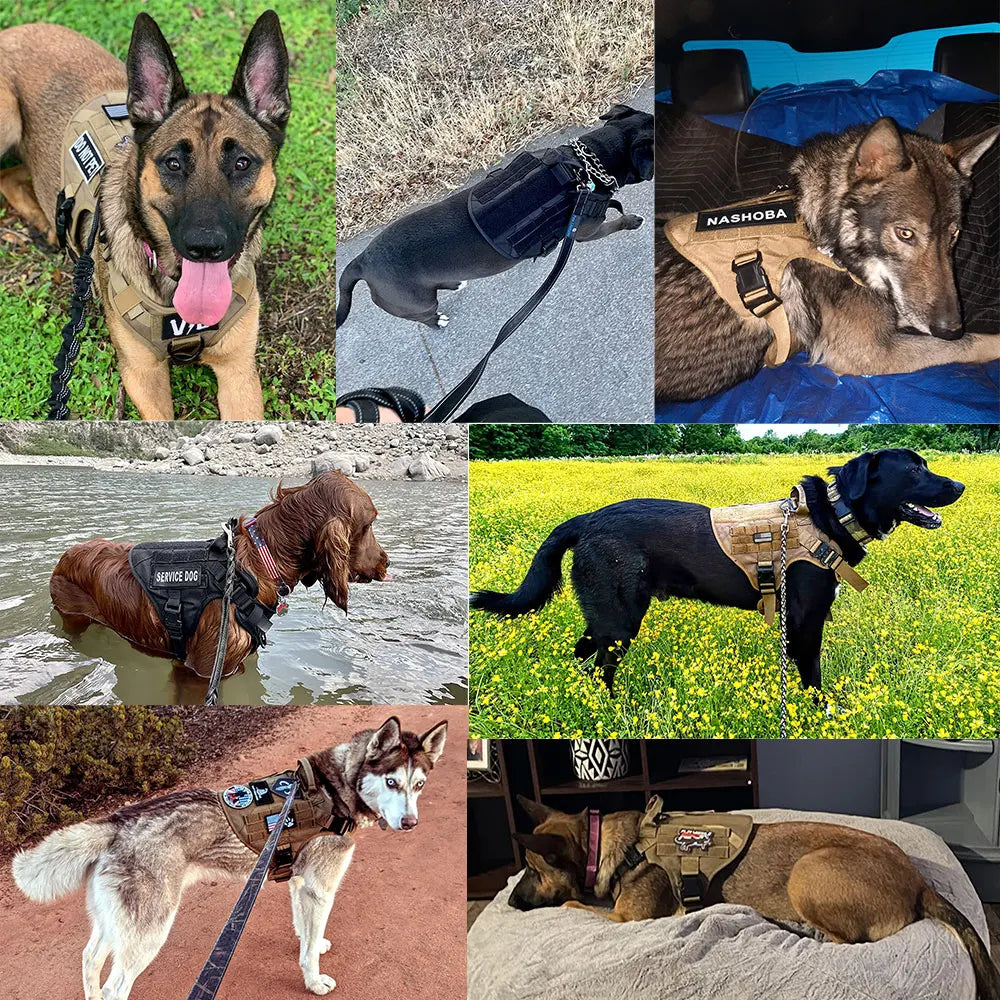 Petravel Padded Nylon Dog Harness And Leash Set For Active Pets